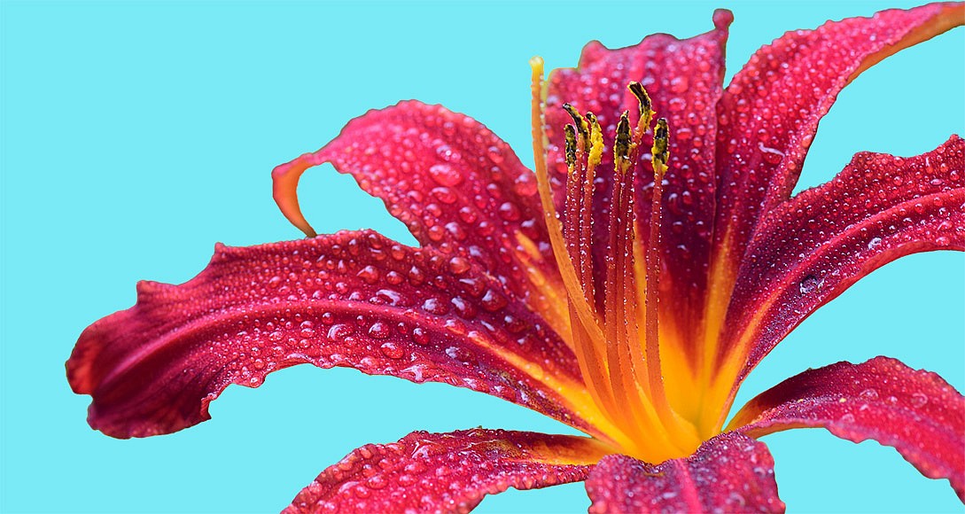 Diamond Painting Pattern Generator | Photo to Drill Chart
