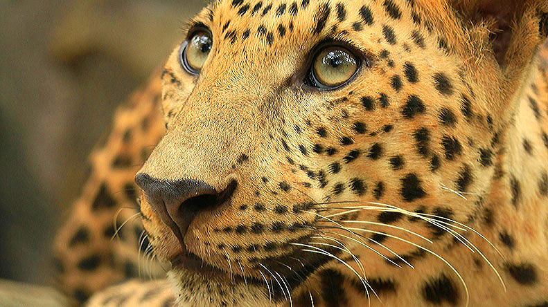 Image Enhancer: Instantly Improve Photo Quality & Resolution