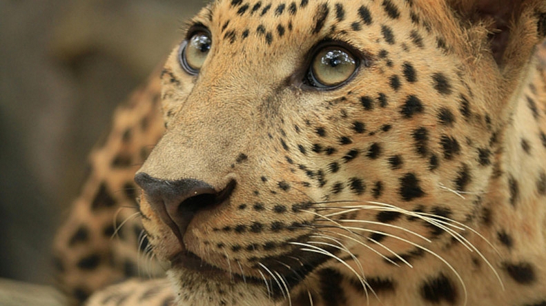 Image Enhancer: Instantly Improve Photo Quality & Resolution