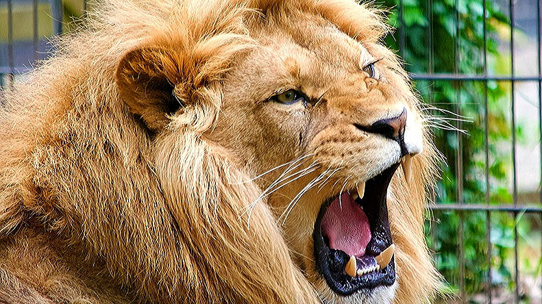 Image Sharpener Tool: Instantly Improve Sharpness & Detail