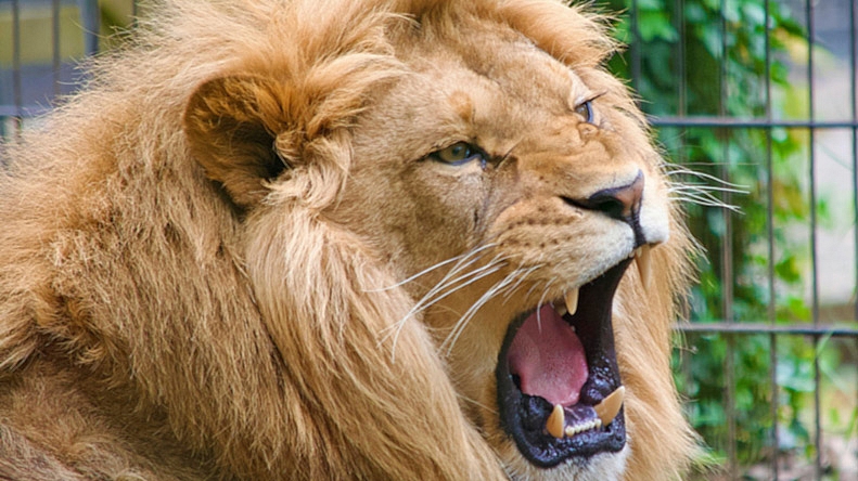 Image Sharpener Tool: Instantly Improve Sharpness & Detail