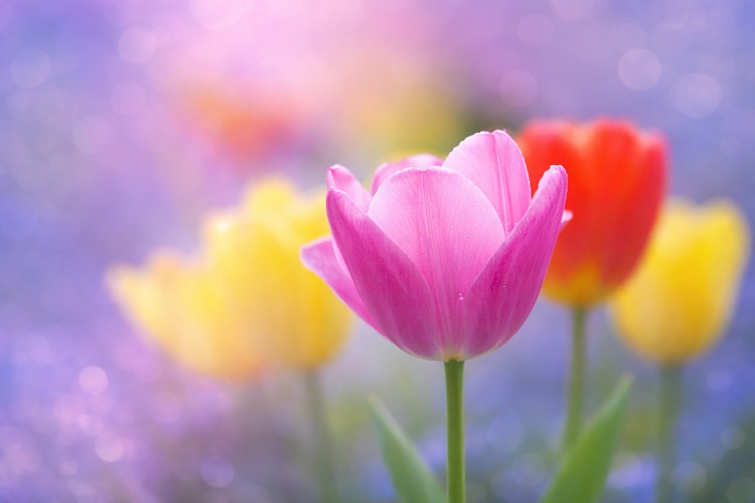 Pixel Art Generator: Turn Images into Retro Pixel Art