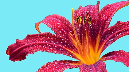 Diamond Painting Pattern Generator | Photo to Drill Chart