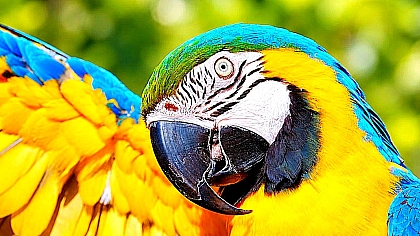 Selective Color Changer Online - Recolor Objects in Photos