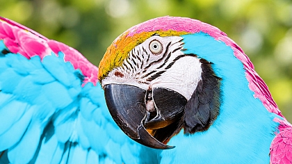 Free Image Colorizer: Colorize B&W and Recolor Photos Online